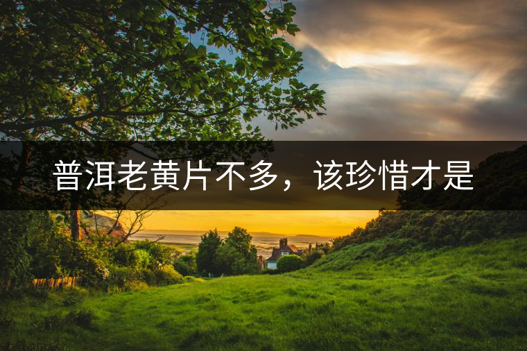 普洱老黃片不多，該珍惜才是