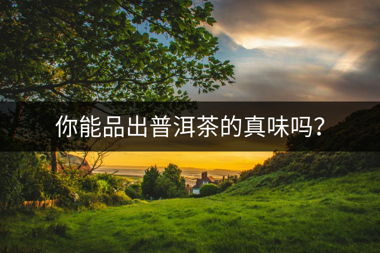 你能品出普洱茶的真味嗎？