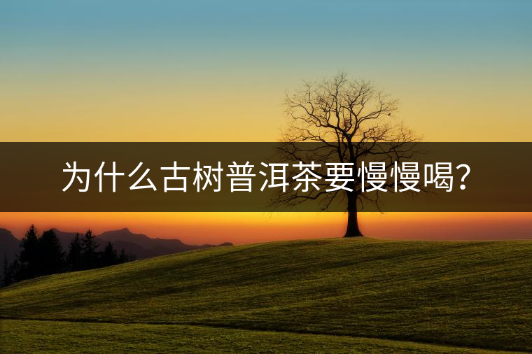 為什么古樹普洱茶要慢慢喝？