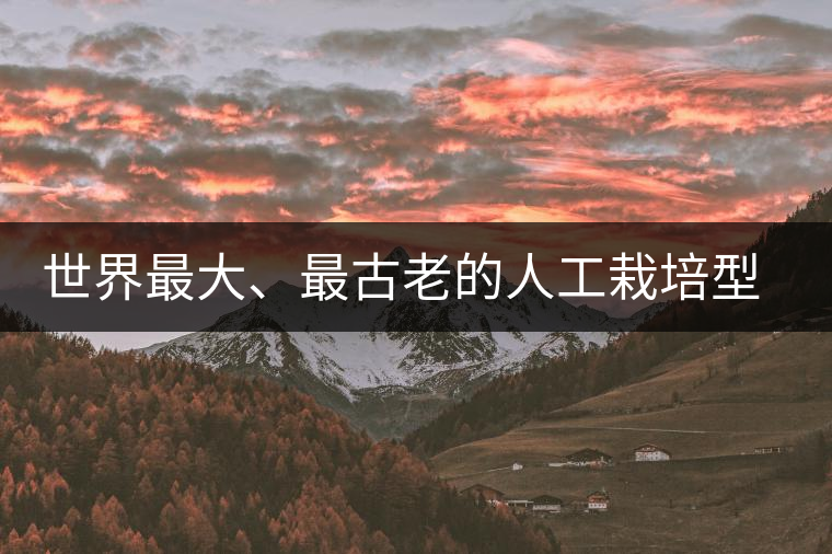 世界最大、最古老的人工栽培型的古茶樹(shù)——香竹箐茶祖