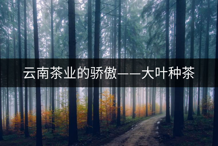 云南茶業(yè)的驕傲——大葉種茶