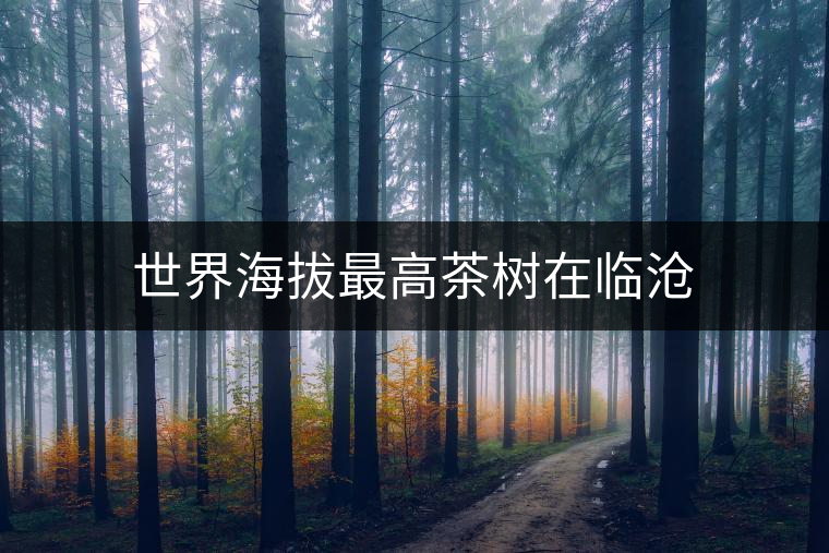 世界海拔最高茶樹在臨滄