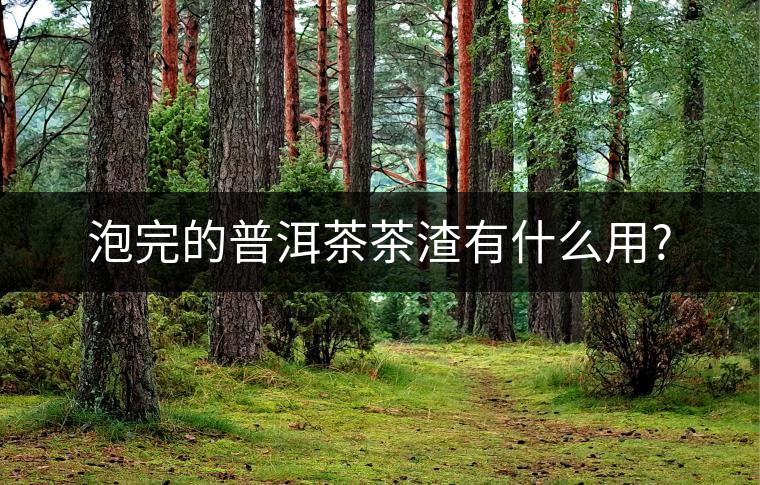 泡完的普洱茶茶渣有什么用?