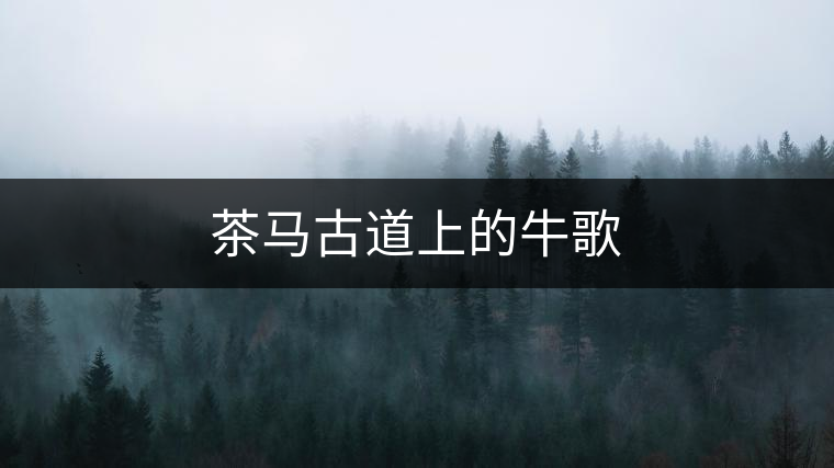 茶馬古道上的牛歌 茶馬古道上的牛歌