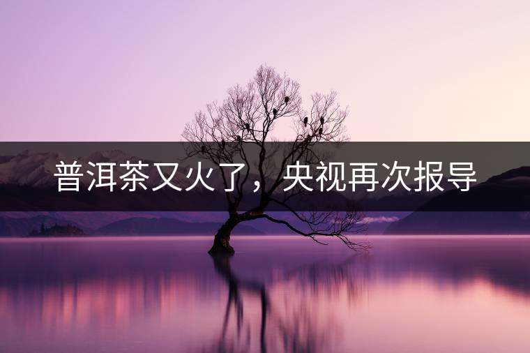 普洱茶又火了，央視再次報(bào)導(dǎo)