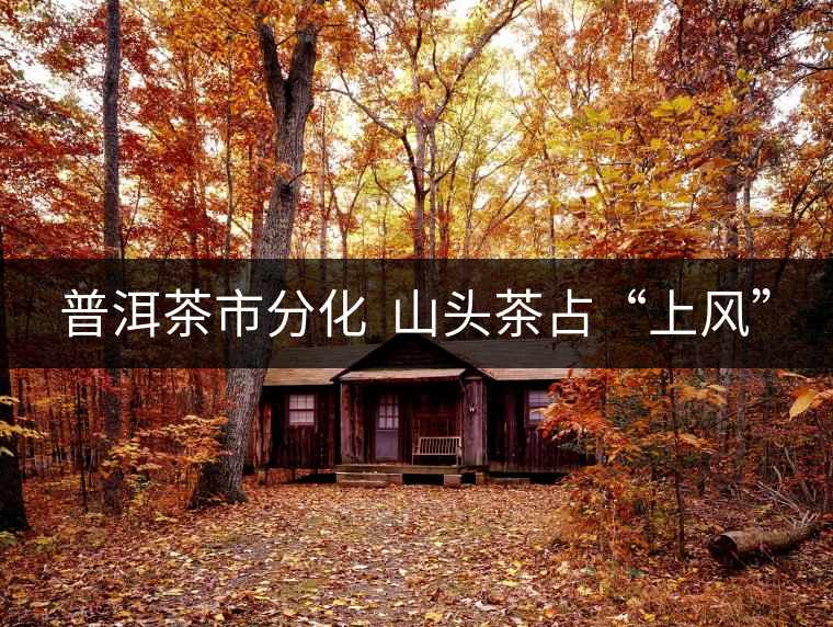 普洱茶市分化  山頭茶占“上風(fēng)”