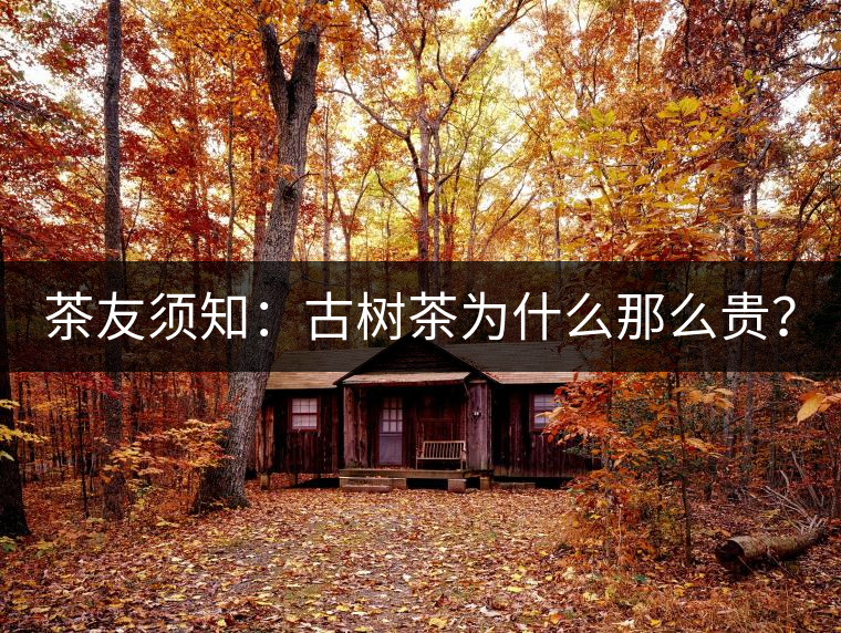 茶友須知：古樹茶為什么那么貴？