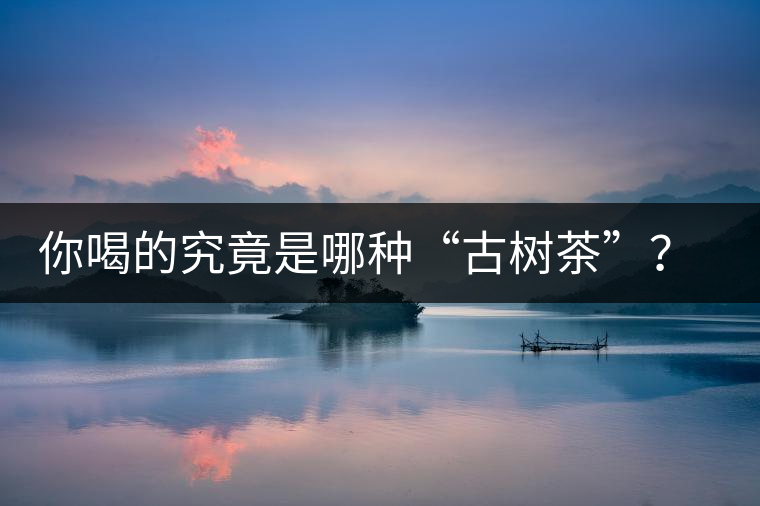 你喝的究竟是哪種“古樹(shù)茶”？（收茶必備知識(shí)）