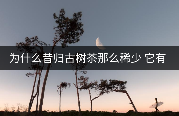 為什么昔歸古樹茶那么稀少 它有什么特點？