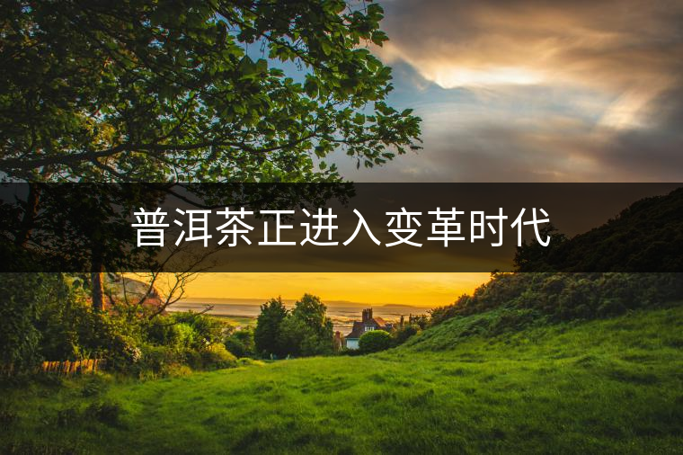 普洱茶正進入變革時代