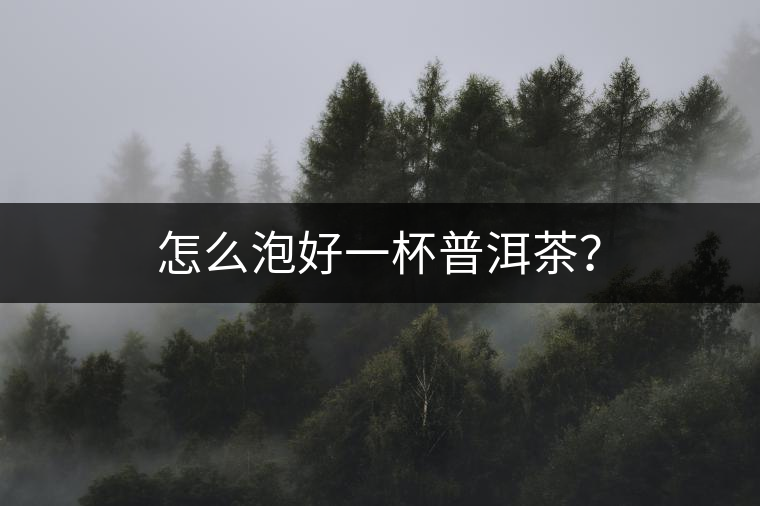 怎么泡好一杯普洱茶？