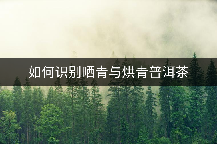 如何識別曬青與烘青普洱茶