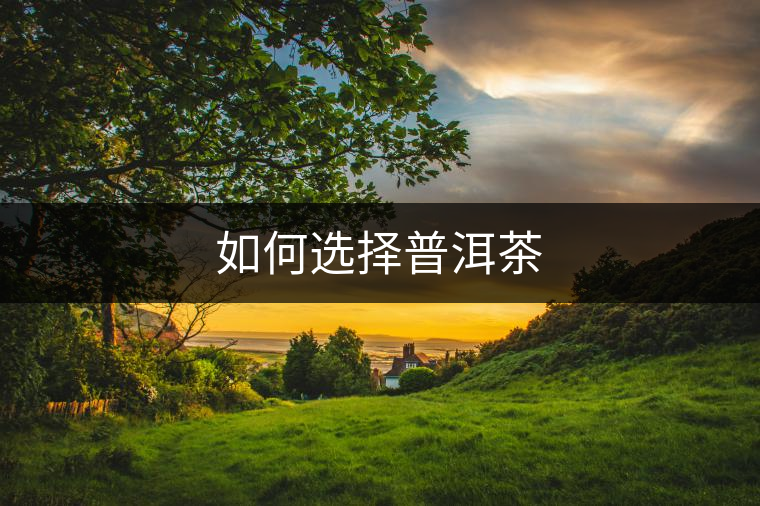 如何選擇普洱茶