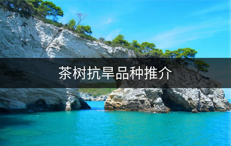 茶樹(shù)抗旱品種推介 茶樹(shù)抗旱品種推介