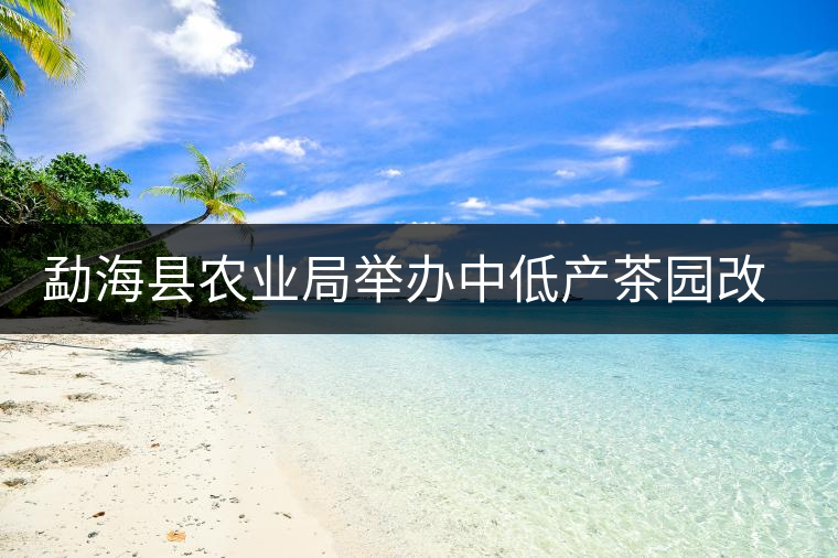 勐海縣農(nóng)業(yè)局舉辦中低產(chǎn)茶園改造技術(shù)培訓(xùn)會