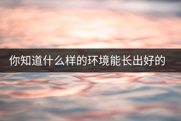 你知道什么樣的環(huán)境能長(zhǎng)出好的古樹普洱茶嗎？