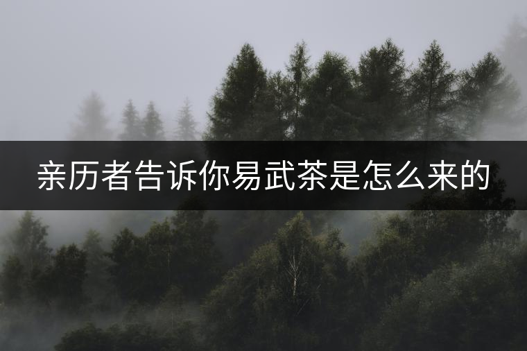 親歷者告訴你易武茶是怎么來的