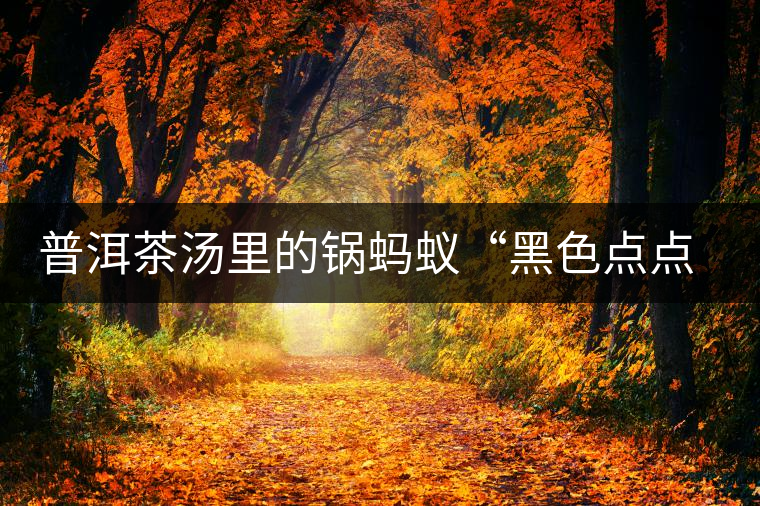 普洱茶湯里的鍋螞蟻“黑色點(diǎn)點(diǎn)”要如何處理和預(yù)防？