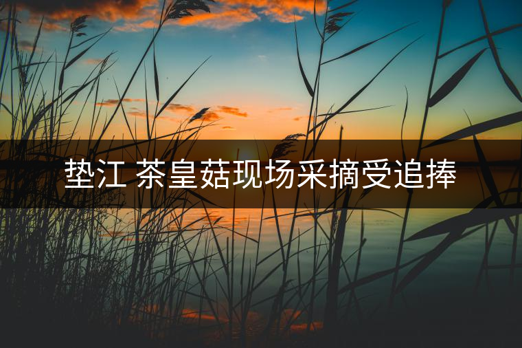 墊江 茶皇菇現(xiàn)場(chǎng)采摘受追捧