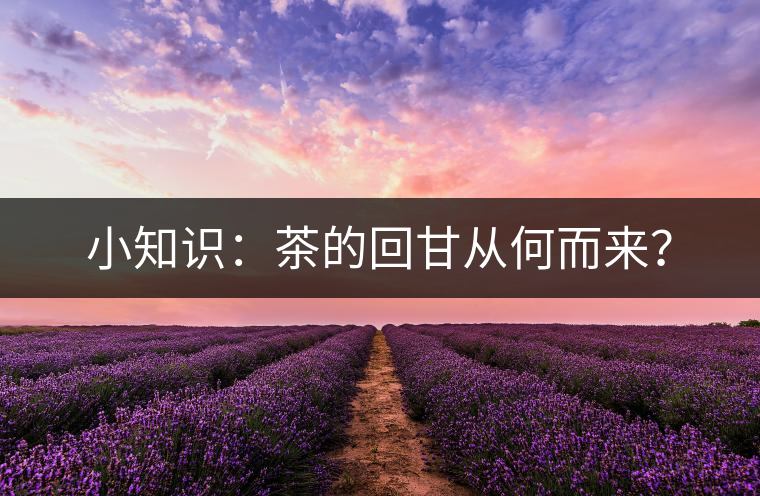 小知識(shí)：茶的回甘從何而來？