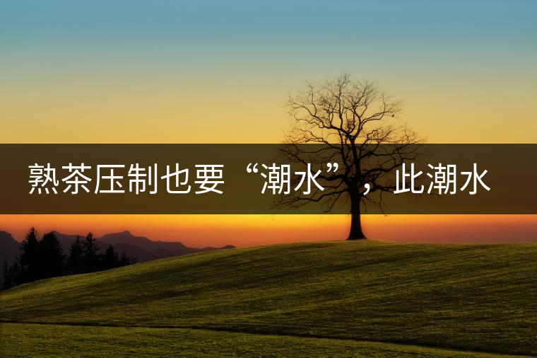 熟茶壓制也要“潮水”，此潮水的目的是什么？