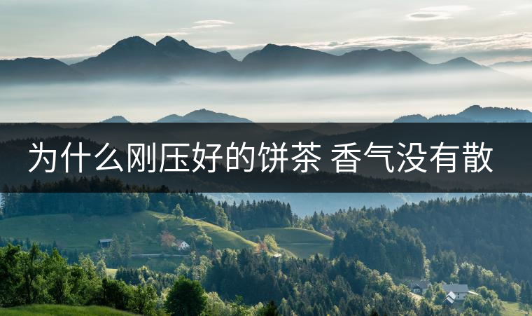 為什么剛壓好的餅茶 香氣沒有散茶好？