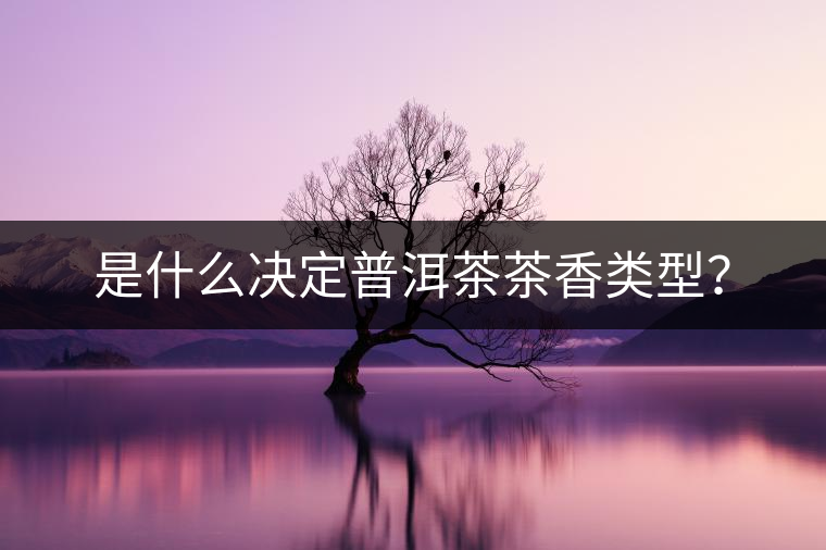 是什么決定普洱茶茶香類型？