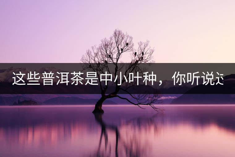 這些普洱茶是中小葉種，你聽(tīng)說(shuō)過(guò)嗎？