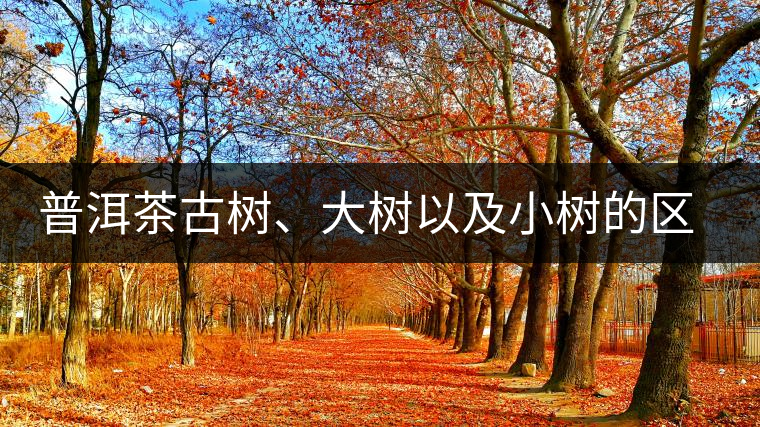 普洱茶古樹、大樹以及小樹的區(qū)分概述