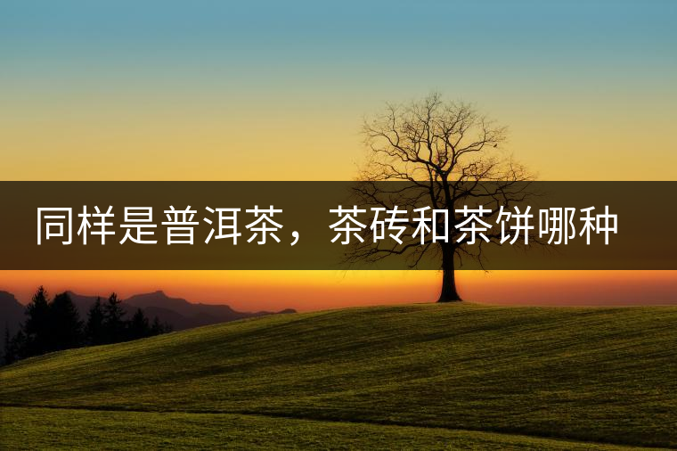 同樣是普洱茶，茶磚和茶餅?zāi)姆N更好？