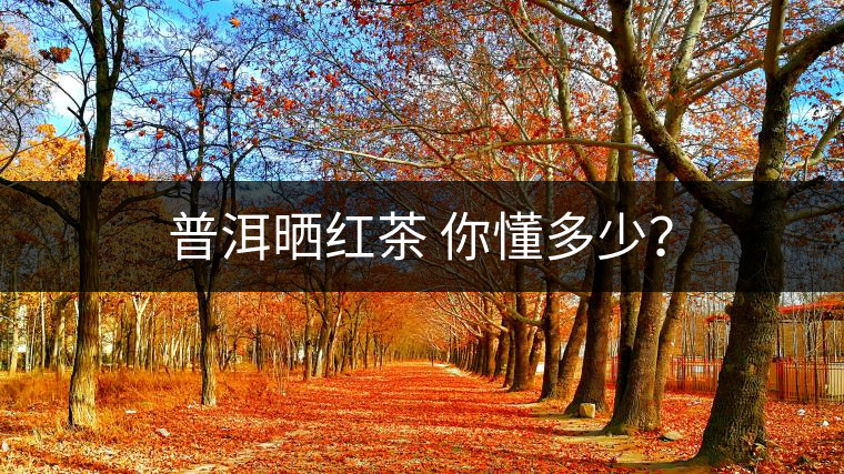 普洱曬紅茶 你懂多少? 普洱曬紅茶 你懂多少?