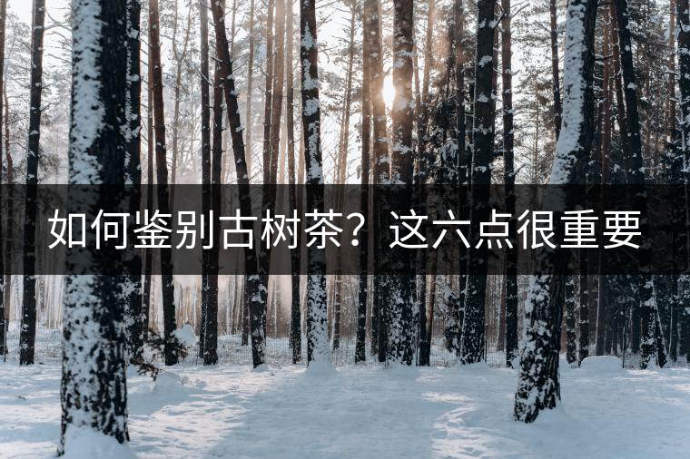 如何鑒別古樹茶？這六點很重要