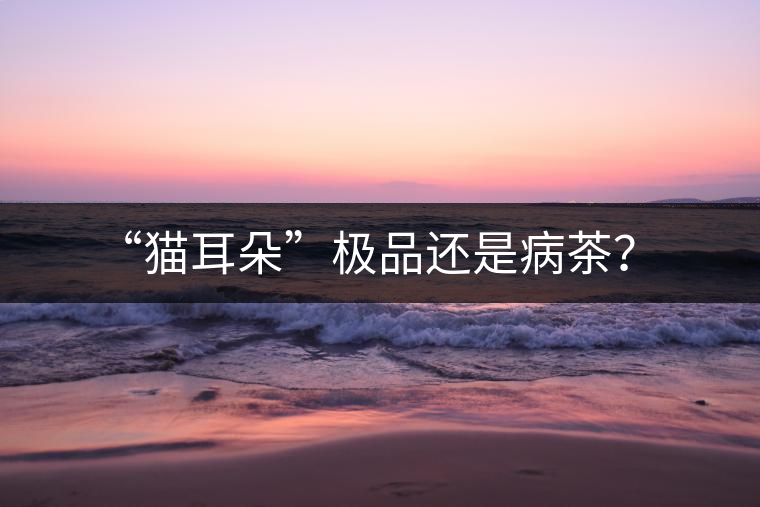 “貓耳朵”極品還是病茶？