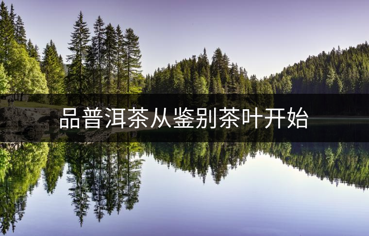品普洱茶從鑒別茶葉開始 品普洱茶從鑒別茶葉開始