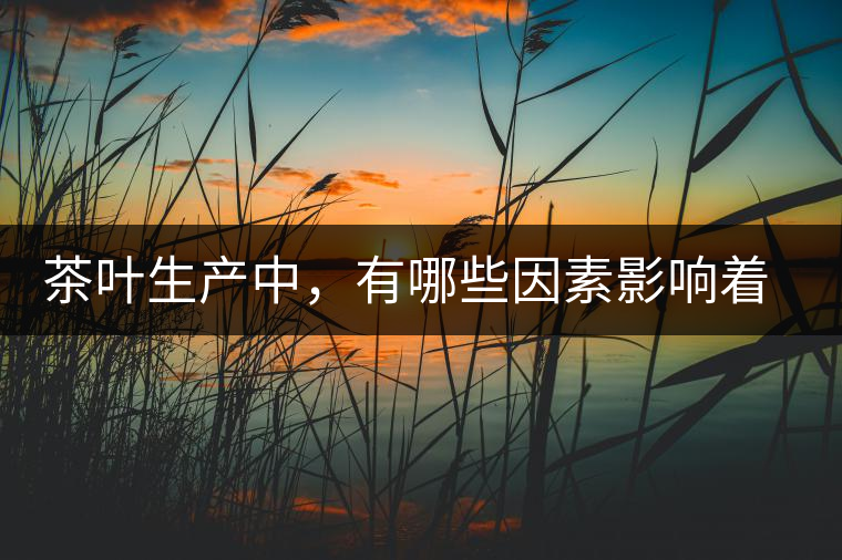 茶葉生產(chǎn)中，有哪些因素影響著揉捻質(zhì)量呢？