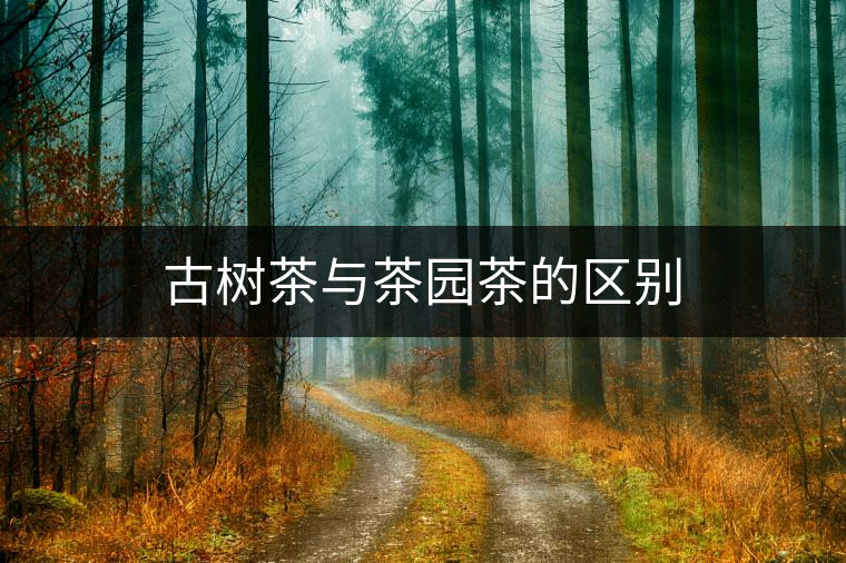 古樹茶與茶園茶的區(qū)別