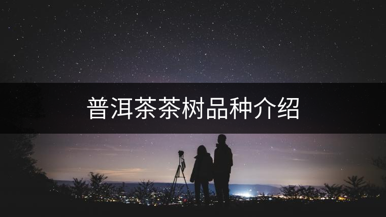 普洱茶茶樹(shù)品種介紹