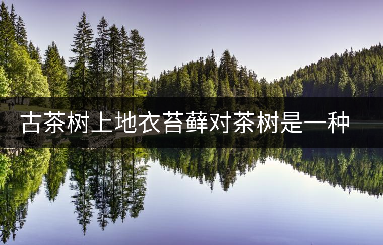 古茶樹上地衣苔蘚對茶樹是一種傷害