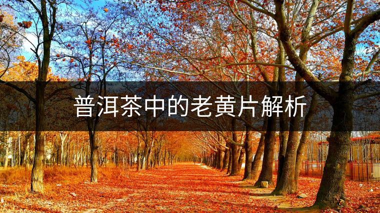 普洱茶中的老黃片解析