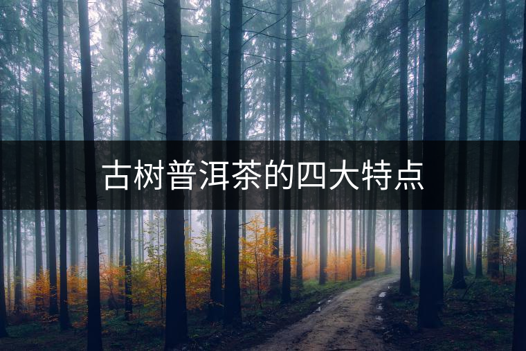 古樹普洱茶的四大特點(diǎn)