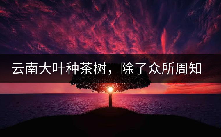 云南大葉種茶樹，除了眾所周知的“勐庫種”“勐海種”以外，還有那些品質(zhì)獨特的品種呢