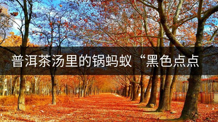 普洱茶湯里的鍋螞蟻“黑色點點”要如何處理，如何預防？