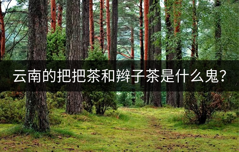 云南的把把茶和辮子茶是什么鬼？