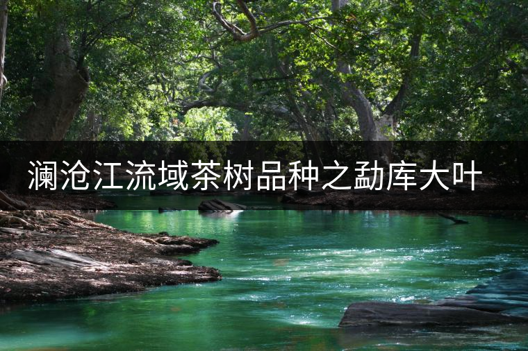 瀾滄江流域茶樹品種之勐庫大葉種茶