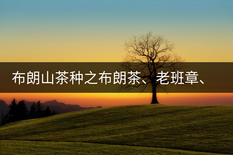 布朗山茶種之布朗茶、老班章、老曼峨的區(qū)別