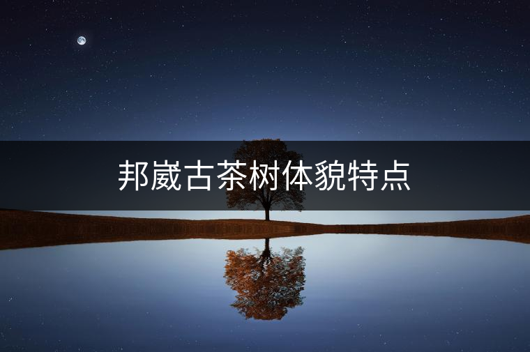 邦崴古茶樹體貌特點