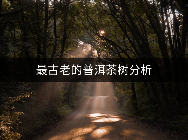 最古老的普洱茶樹分析