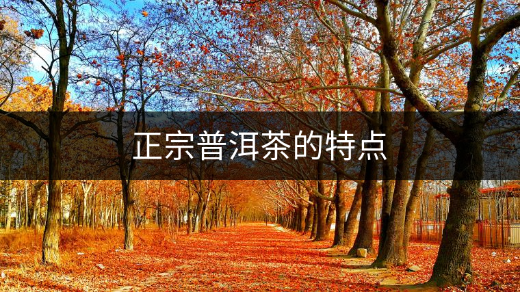 正宗普洱茶的特點