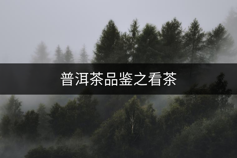 普洱茶品鑒之看茶