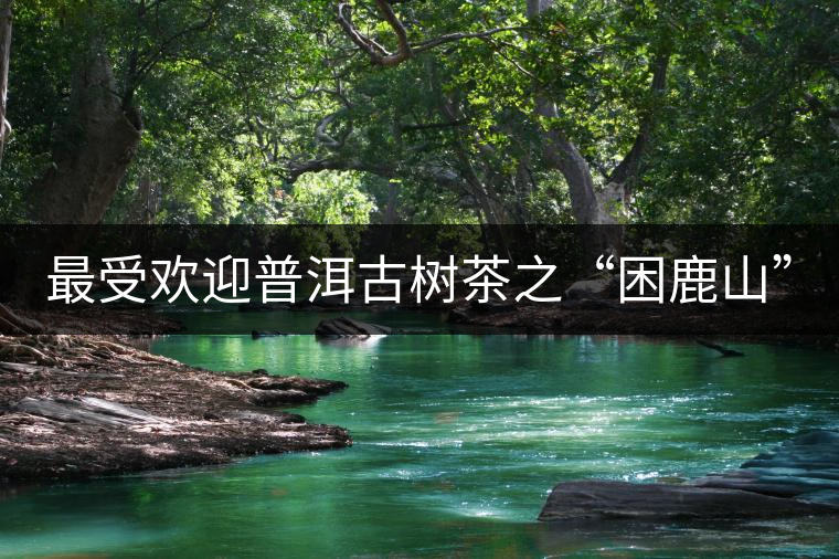 最受歡迎普洱古樹茶之“困鹿山”
